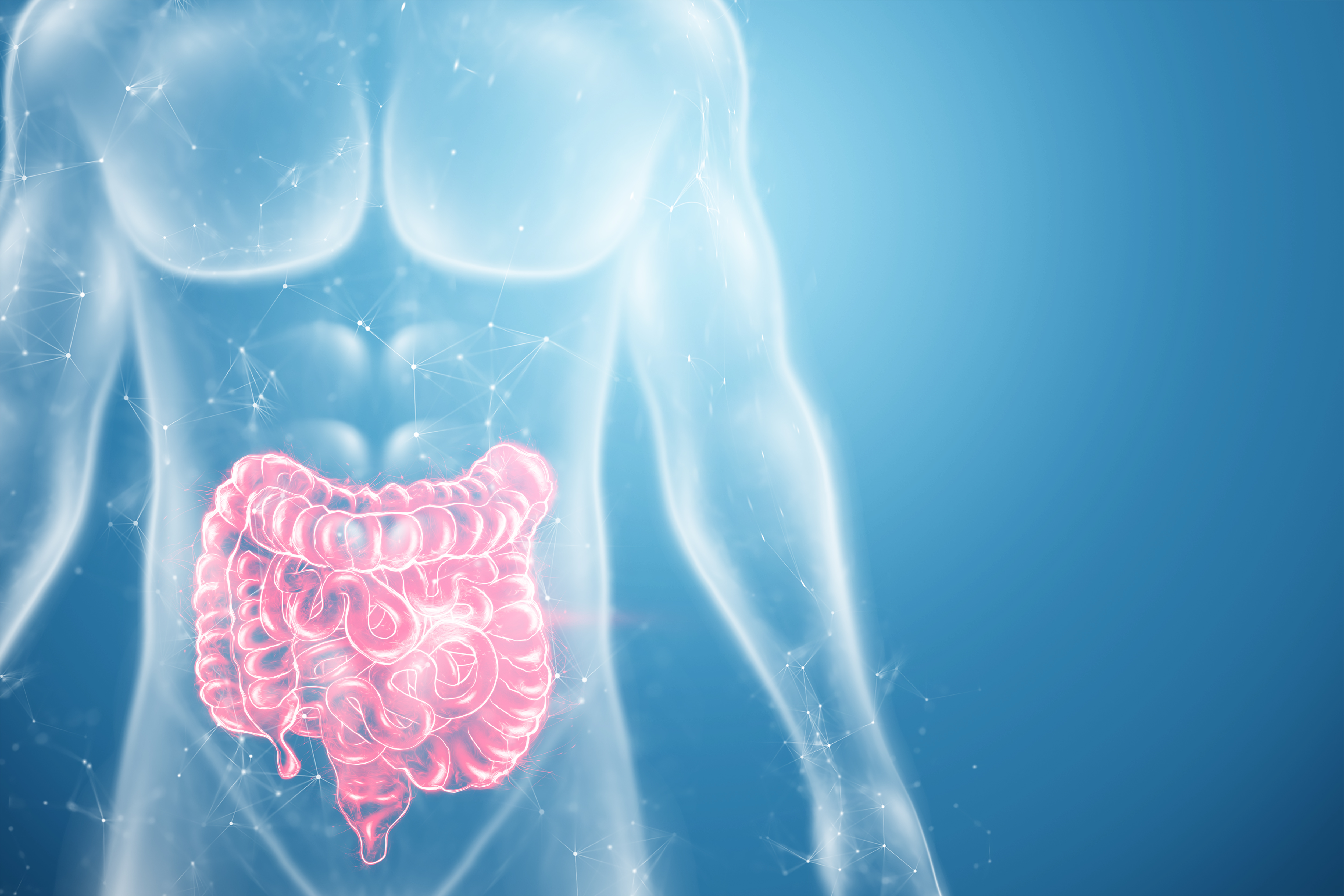 A holographic projection of a red irritable bowel scan with medical data. The concept of abdominal pain, bowel problems, constipation, modern medicine.3D illustration, 3D render A holographic projection of a red irritable bowel scan with medical data. The concept of abdominal pain, bowel problems, constipation, modern medicine.3D illustration, 3D render